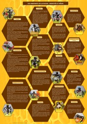 16 les rôles des abeilles.jpg