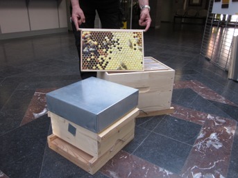 Semaine de l’abeille ruches didactiques.JPG