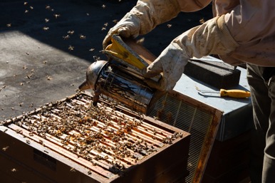 visite apiculteur Vincenzo Chiavetta.jpg